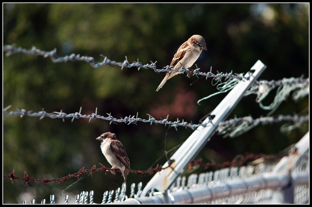 Birds on a wire