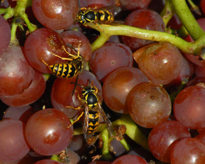 Grapes and Wasps