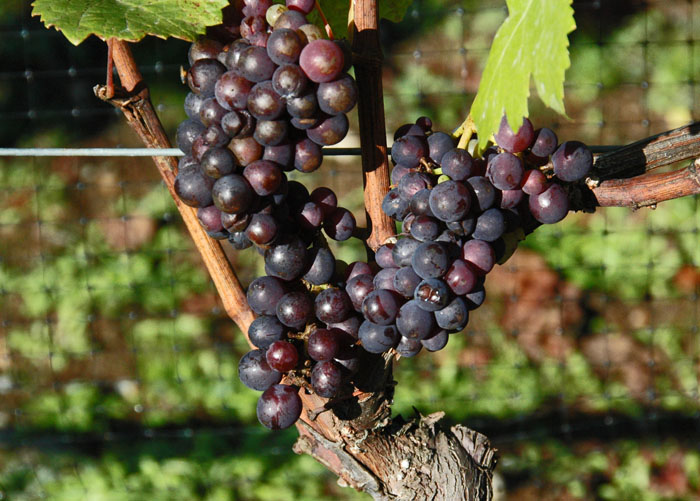Grapes on the Vine