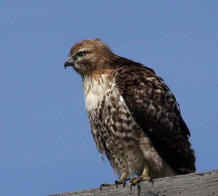 Red-Tailed Hawk