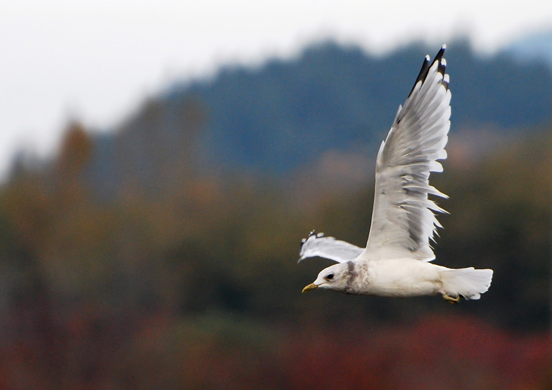 Seagull in flight, Cowichan Bay
