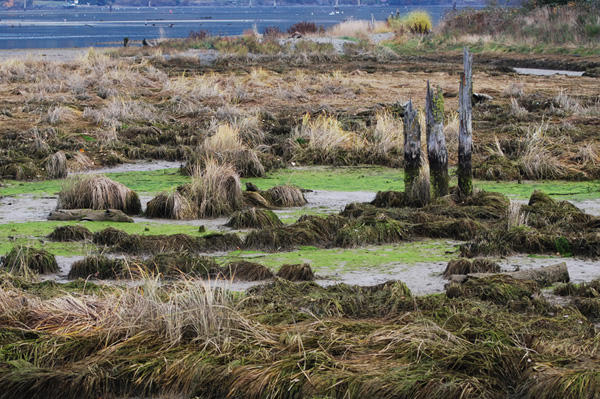 Algaed marshland, Cowichan Bay