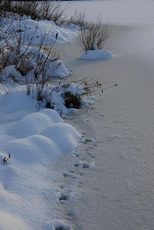 Tracks on Frozen Lakeshore