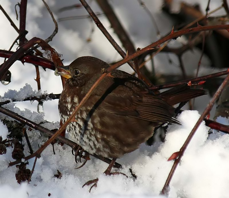 Little Brown Bird in the Snow