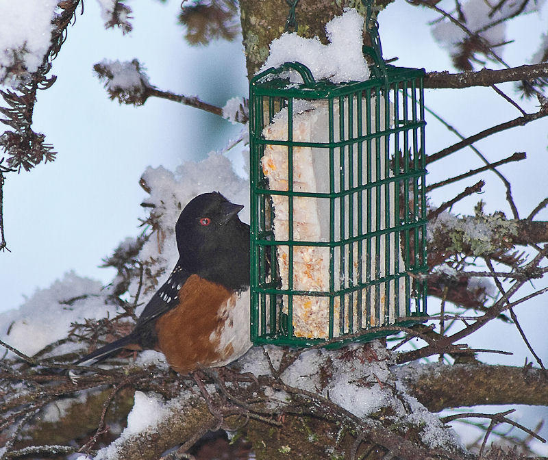 Spotted Towhee at suet feeder