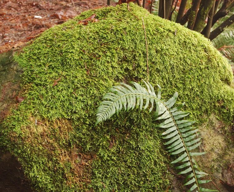 Ivy and fern frond on a rock
