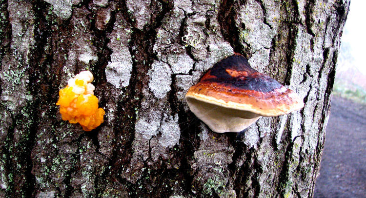 Tremella mesenterica (Witch's Butter) and Fomitopsis pinicola (Red-Belted Conk)