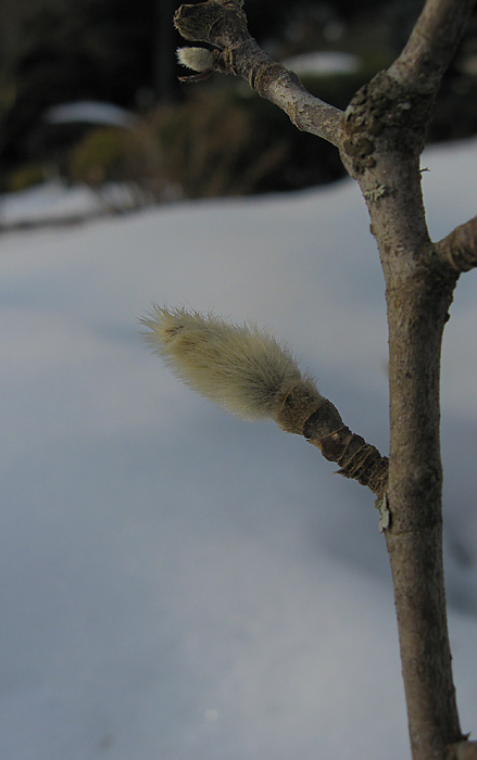  Pussy Willow