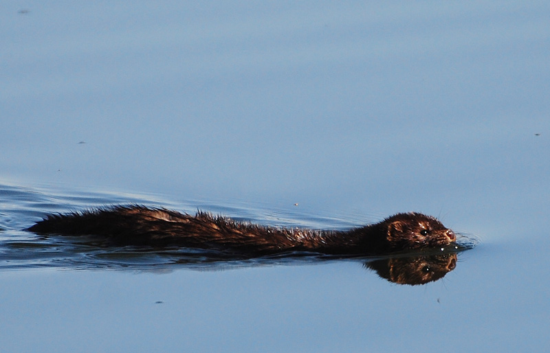 This Mink swam out ...