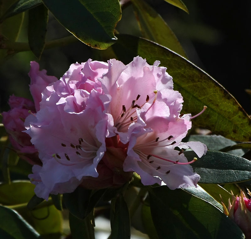 Spring Rhody