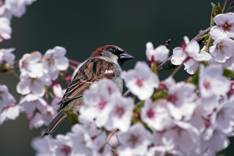 Weaver finch in the blossoms