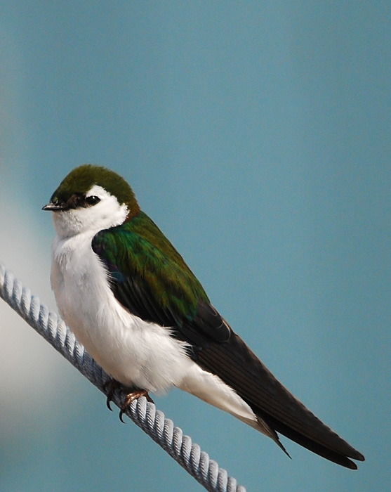 Violet-Green Swallow on the rope