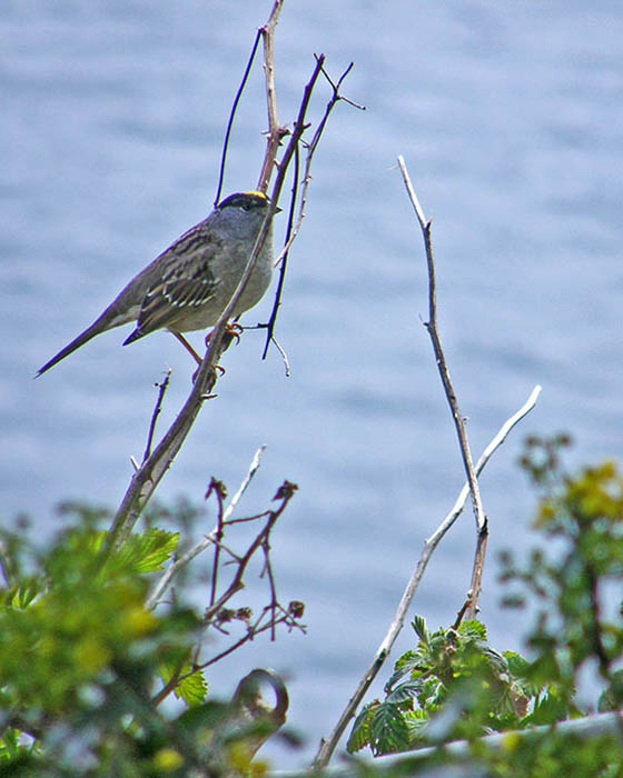 Golden-Crowned Sparrow