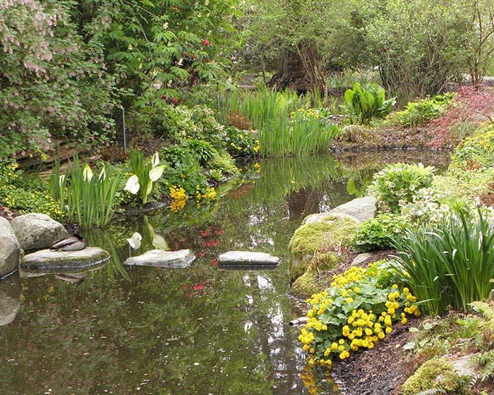 Finerty Gardens Woodlands Pond