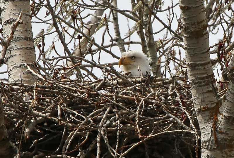 Nesting Bald Eagle