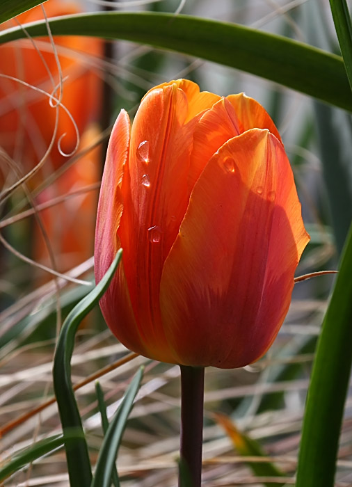 Tulip