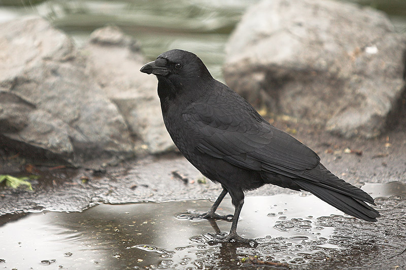 Crow in Puddle