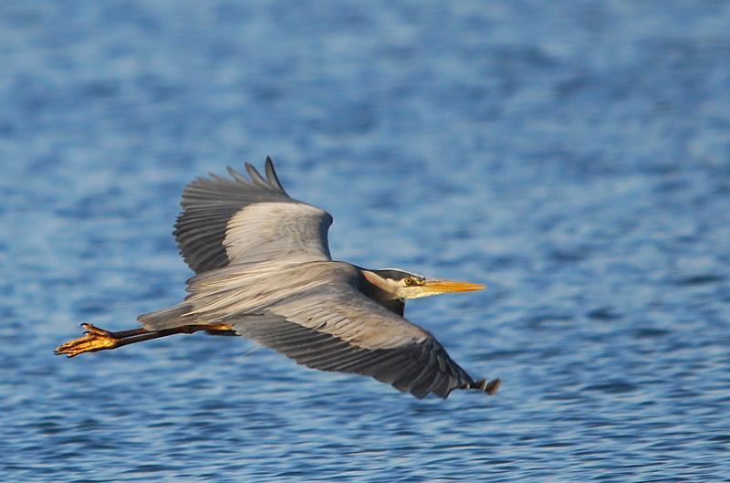Blue Heron over the Water