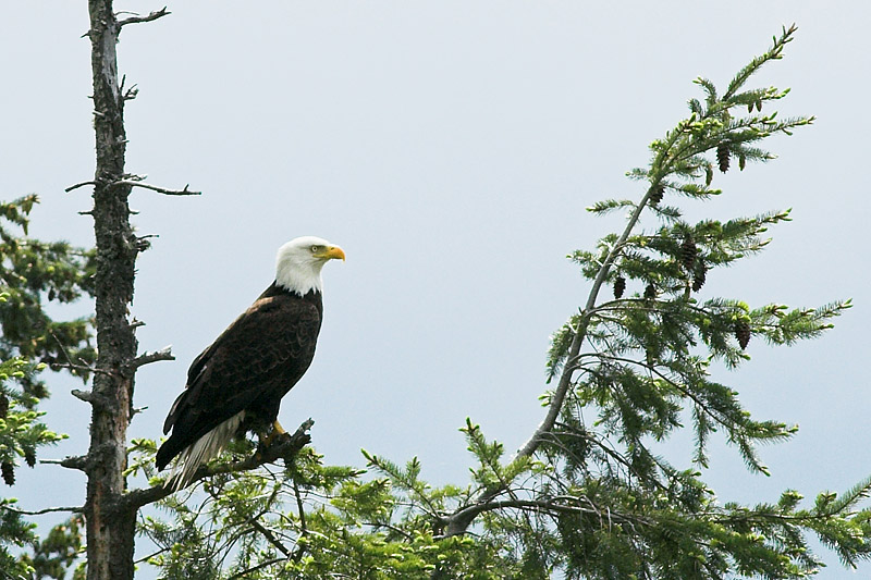 Bald Eagle In A Tree