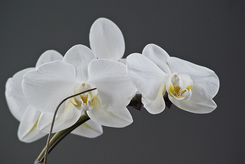 Sister's Orchids