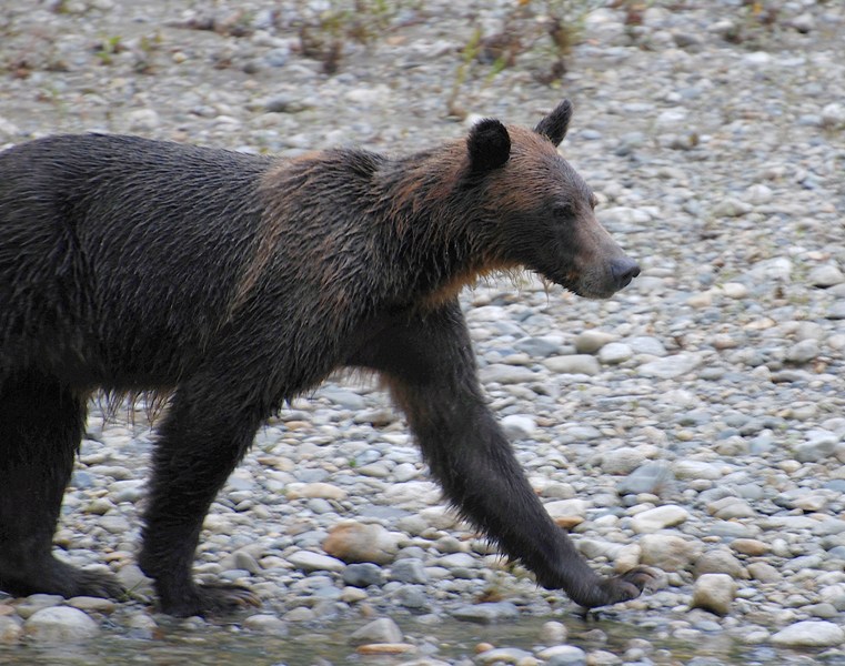 Bute Inlet  Grizzly