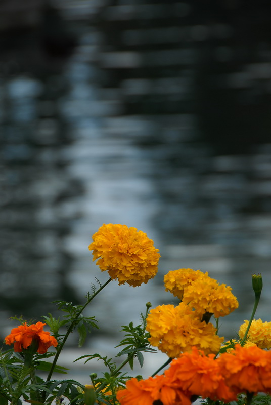 Marigolds