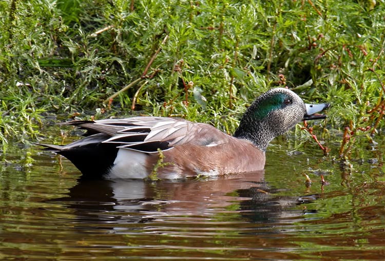 Wigeon You Please Move?