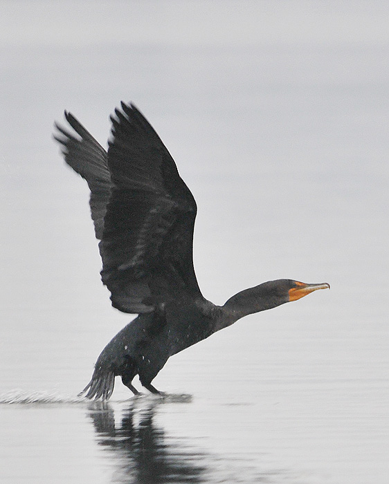 Cormorant on Take-off