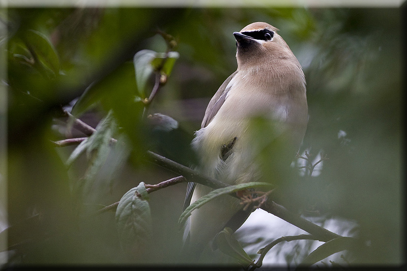 Cedar Waxwing