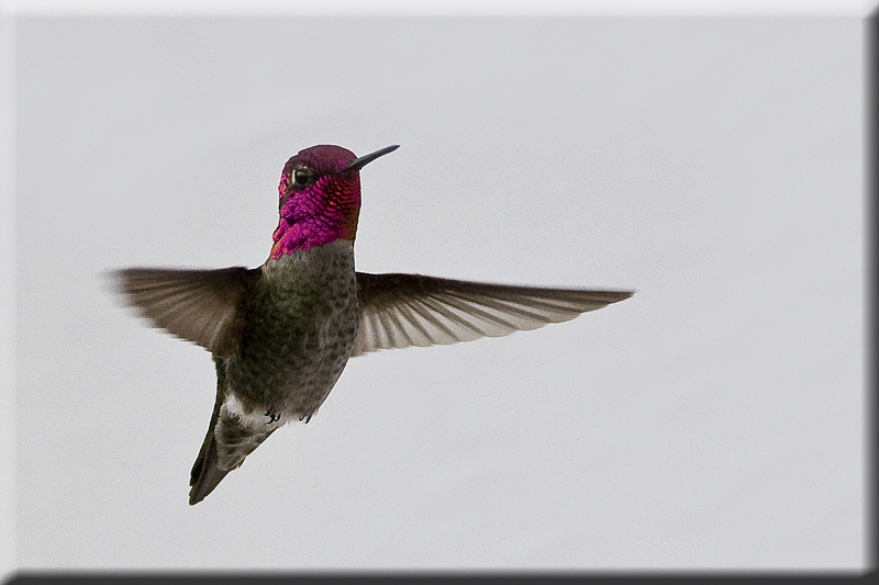 Anna's Humming Bird