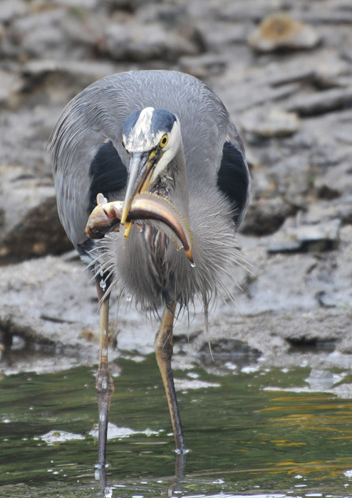 Blue Heron showing off his catch