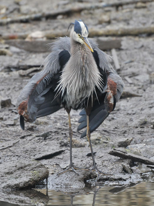 Blue Heron, ruffling his feathers