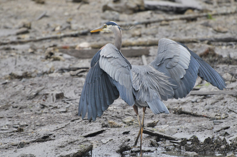 Blue Heron contemplating a take-off