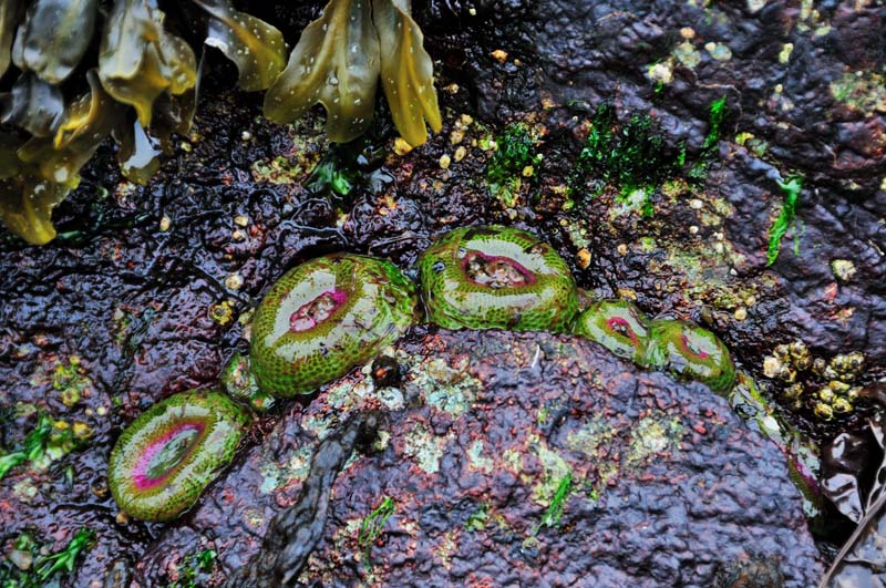 Sea Anemones