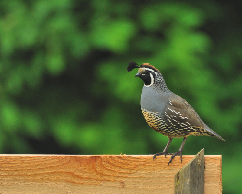 Confused Quail, thinks he's a Rooster