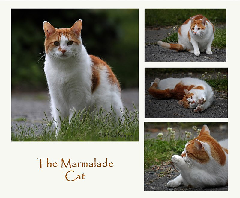 The Marmalade Cat