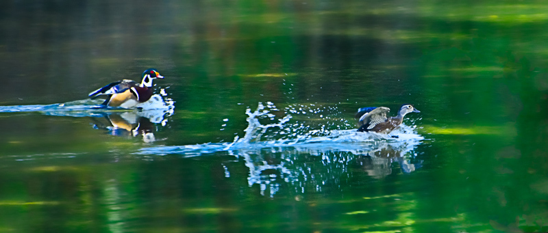 Wood Duck Colour