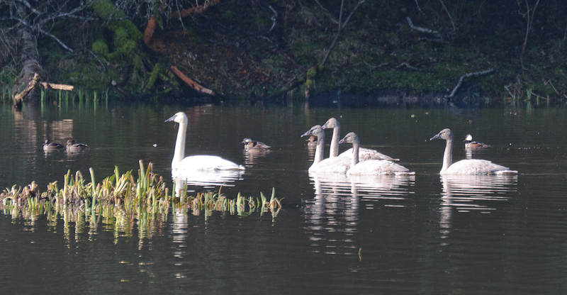 A Flock of Swans and their Hooded Merganser Escort