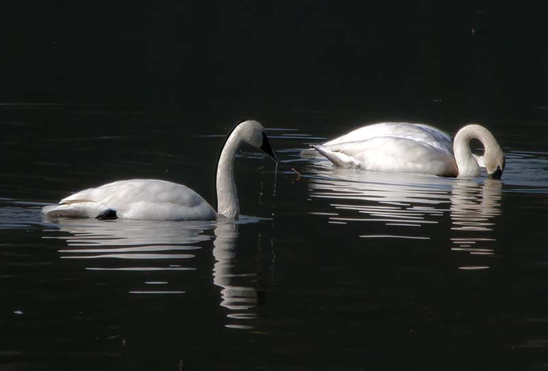 swans feeding.jpg