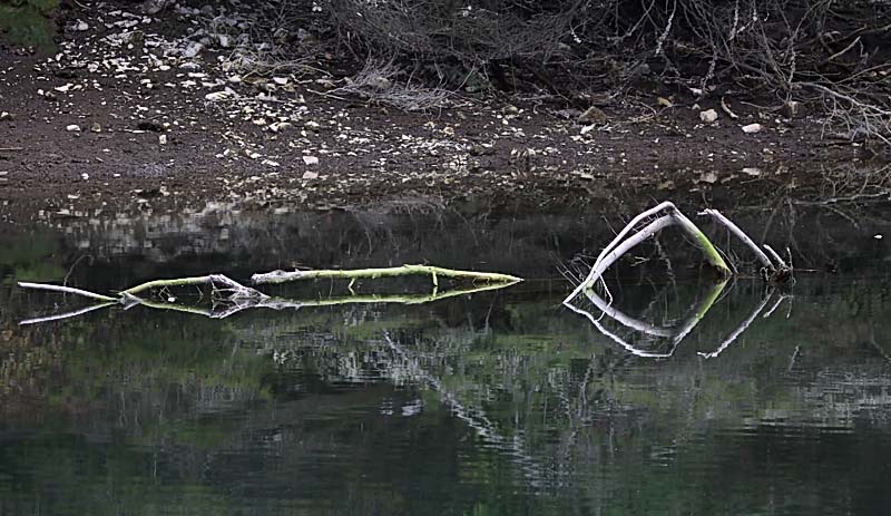 Crocodile Bones