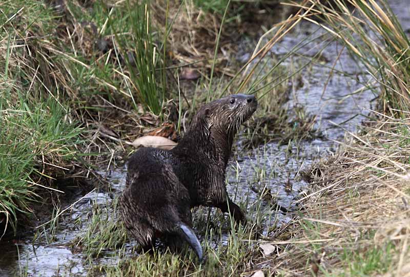 4 Otter Alert - CE