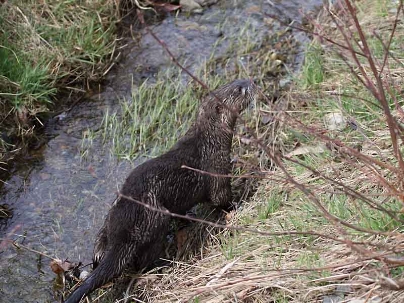 3 Otter Look Around - CE