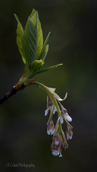 Indian Plum (Oemleria cerasiformis)
