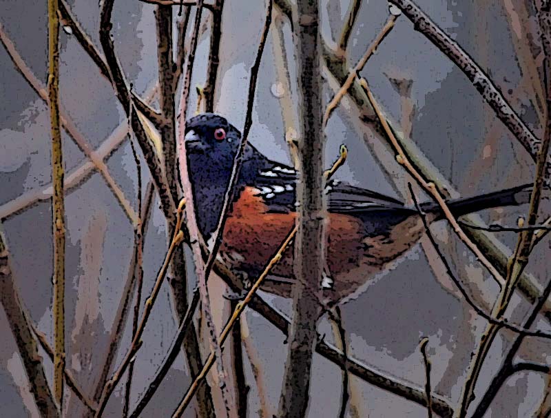 Protected Towhee