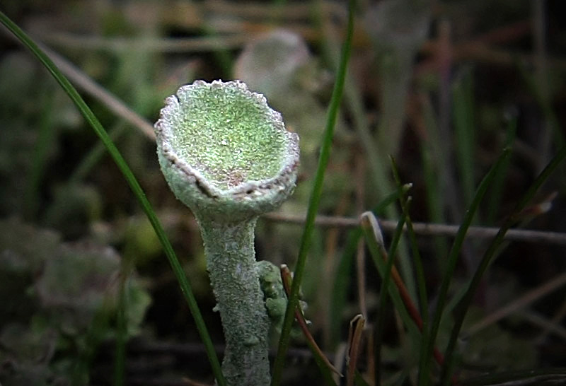 Tiny Forest Fungi