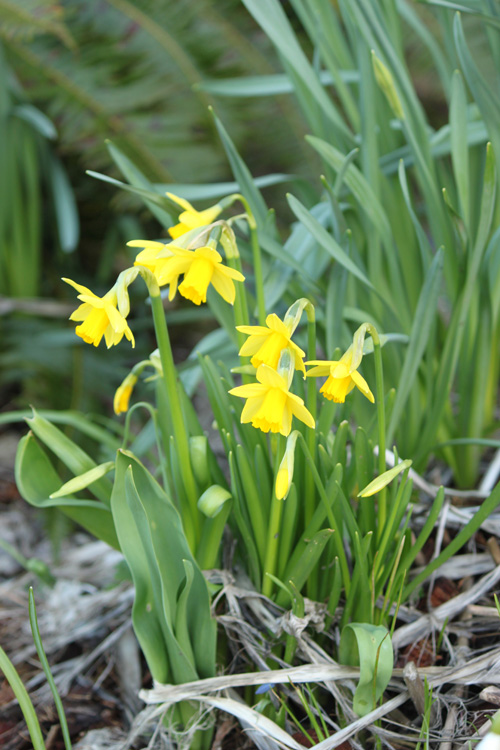 Spring flowers - Daffodils - WH