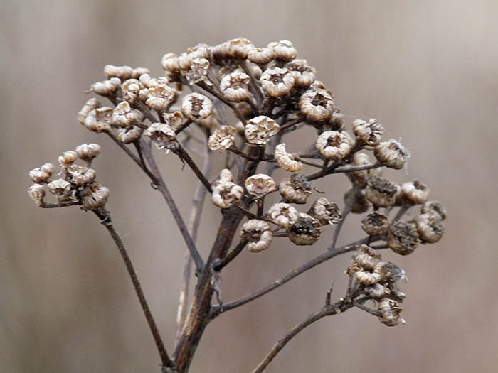 Seed Pods