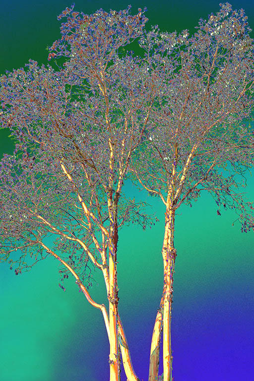 Moody Arbutus - Sharon TillieCAPA 2010 Theme CompetitionAltered Reality: 23 points 