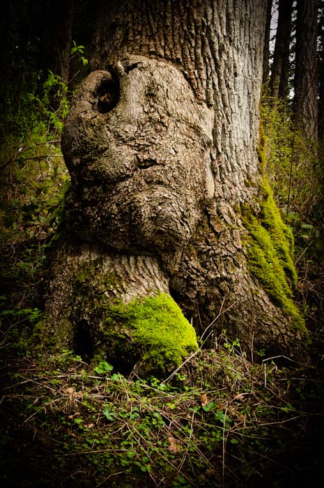forest troll.jpg