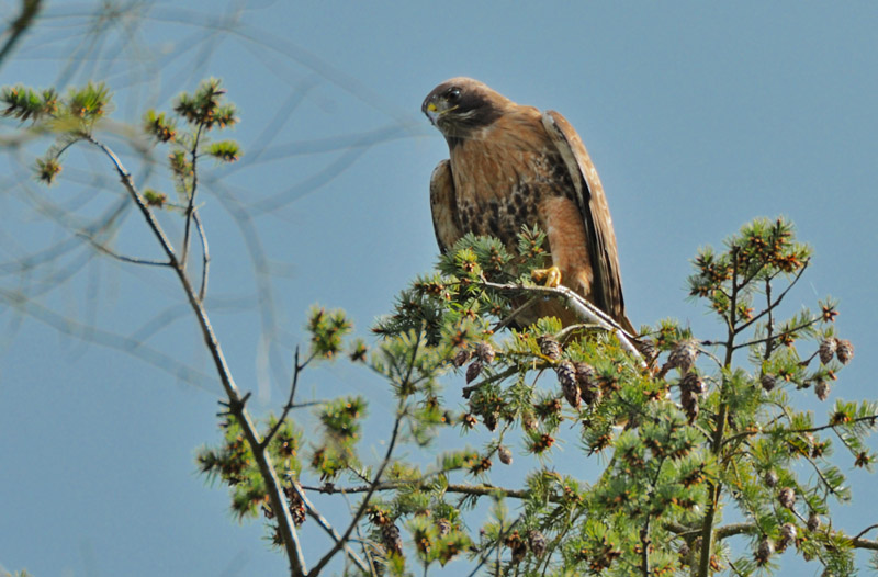 Being watched by a Hawk.